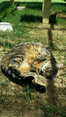 Cat rolling in dirt.