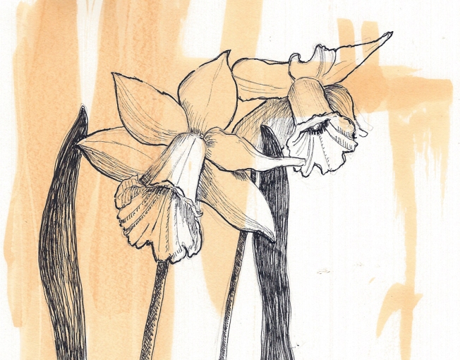 Pen and ink drawing of daffodils.